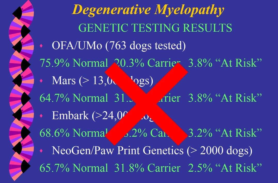 What Is Dm In French Bulldogs? Golden Bailey Dogs